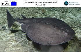 Image result for Tetronarce nobiliana