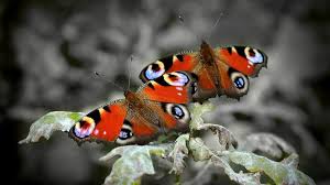 Attēlu rezultāti vaicājumam “Inachis io underside”