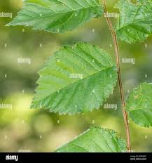 Attēlu rezultāti vaicājumam “Ulmus minor”