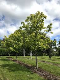Attēlu rezultāti vaicājumam “Acer pseudoplatanus”