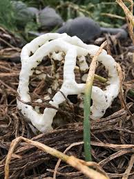 Attēlu rezultāti vaicājumam “Craterium minutum young”