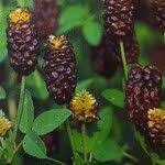 Attēlu rezultāti vaicājumam “Trifolium spadiceum flower”