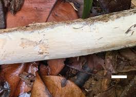 Attēlu rezultāti vaicājumam “Sidera lenis”