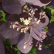 Attēlu rezultāti vaicājumam “Cotinus coggygria flower”