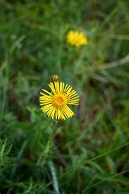 Attēlu rezultāti vaicājumam “Inula salicina flower”