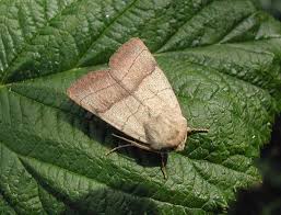 Attēlu rezultāti vaicājumam “Charanyca trigrammica”