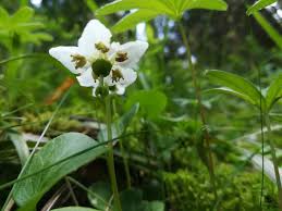 Attēlu rezultāti vaicājumam “Moneses uniflora flower”