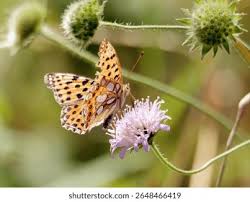 Attēlu rezultāti vaicājumam “Issoria lathonia”