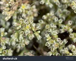 Attēlu rezultāti vaicājumam “Scleranthus perennis flower”