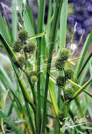 Attēlu rezultāti vaicājumam “Sparganiaceae”