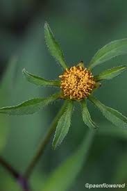 Attēlu rezultāti vaicājumam “Bidens frondosa flower”