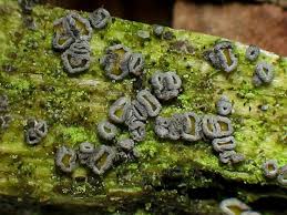 Attēlu rezultāti vaicājumam “Proliferodiscus pulveraceus”