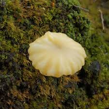 Attēlu rezultāti vaicājumam “Lichenomphalia umbellifera”