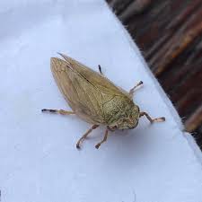 Attēlu rezultāti vaicājumam “Aphrophora salicina”