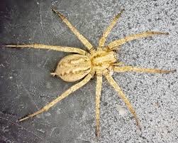 Attēlu rezultāti vaicājumam “Agelenidae”