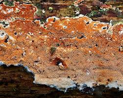 Attēlu rezultāti vaicājumam “Gloeoporus taxicola”