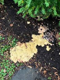 Attēlu rezultāti vaicājumam “Fuligo septica var. rosea young”