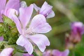 Image result for Malva moschata