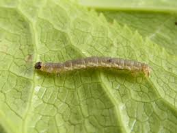 Attēlu rezultāti vaicājumam “Eupithecia venosata”