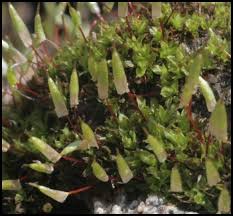 Attēlu rezultāti vaicājumam “Encalypta streptocarpa sporophyte”