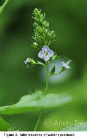 Attēlu rezultāti vaicājumam “Veronica anagallis-aquatica fruit”