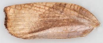 Attēlu rezultāti vaicājumam “Pandemis corylana”