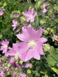 Image result for Malva alcea