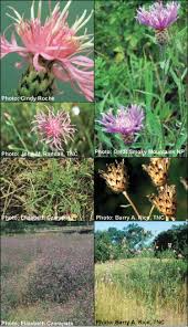 Attēlu rezultāti vaicājumam “Centaurea stoebe fruit”