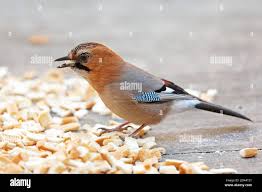 Attēlu rezultāti vaicājumam “Garrulus glandarius adult”
