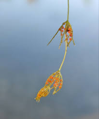 Attēlu rezultāti vaicājumam “Chara aspera”