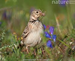 Image result for Melanocorypha calandra