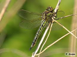 Attēlu rezultāti vaicājumam “Brachytron pratense”