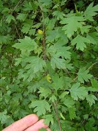 Attēlu rezultāti vaicājumam “Crataegus x macrocarpa”