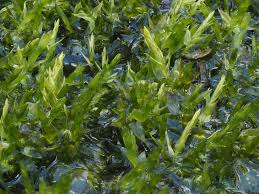 Attēlu rezultāti vaicājumam “Calliergon megalophyllum”