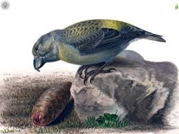 Attēlu rezultāti vaicājumam “Loxia pytyopsittacus male”