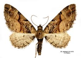 Attēlu rezultāti vaicājumam “Eupithecia sinuosaria”