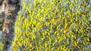 Attēlu rezultāti vaicājumam “Dicranum undulatum”