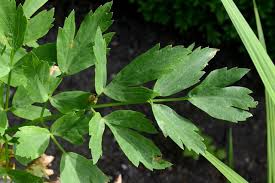 Attēlu rezultāti vaicājumam “Levisticum officinale”