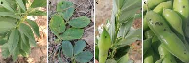 Attēlu rezultāti vaicājumam “Vicia faba leaf”