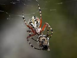 Attēlu rezultāti vaicājumam “Araneidae”