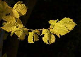 Attēlu rezultāti vaicājumam “Ulmus x hollandica leaf”