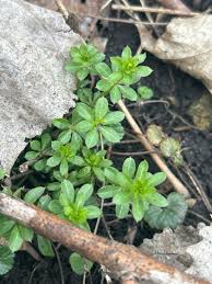 Attēlu rezultāti vaicājumam “Galium triflorum fruit”