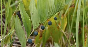 Attēlu rezultāti vaicājumam “Polygonatum multiflorum  fruit”