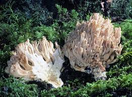 Attēlu rezultāti vaicājumam “Ramaria flava”