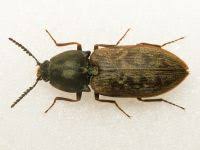 Attēlu rezultāti vaicājumam “Prosternon tessellatum”