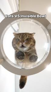 Image result for invisible cat