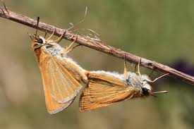 Attēlu rezultāti vaicājumam “Thymelicus sylvestris underside”