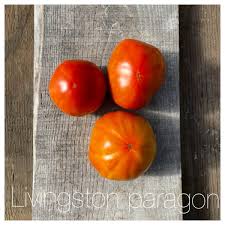 Afbeeldingsresultaat voor earliana tomato