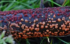 Attēlu rezultāti vaicājumam “Nectria cinnabarina”