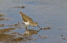 Attēlu rezultāti vaicājumam “Actitis hypoleucos adult”